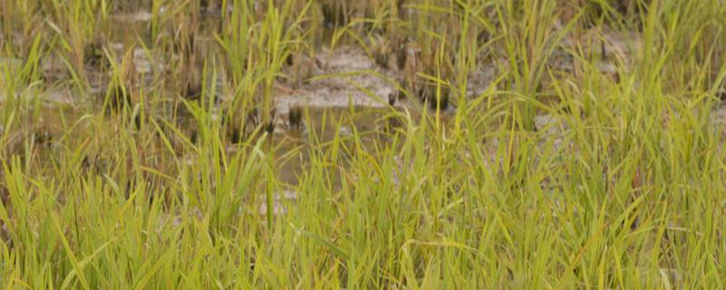 水稻旱青立病产生原因，附发病症状及防治方法