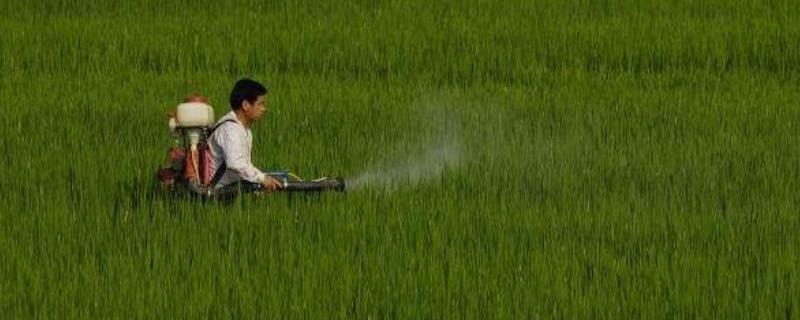 10毫升矮壮素兑多少水，