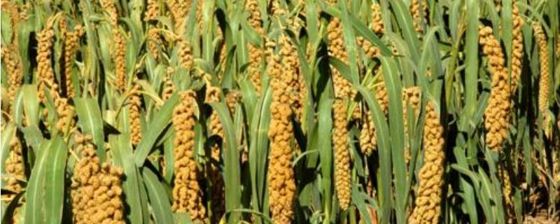 谷子什么时候打矮壮素,可以缩短谷子生育期吗