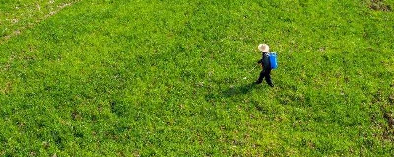 农药毒死蜱的用途,对豆类有什么影响