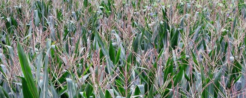 烟嘧磺隆莠去津的作用,混用除什么草效果好