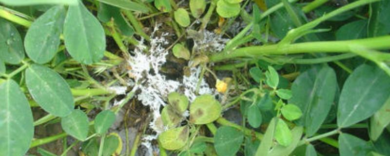 猕猴桃灰霉病怎样防治,灰霉病是通过什么传播的