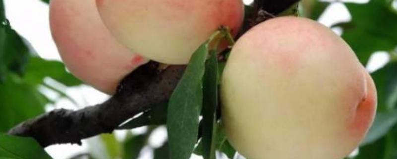 奉化水蜜桃在哪里买,什么时候上市