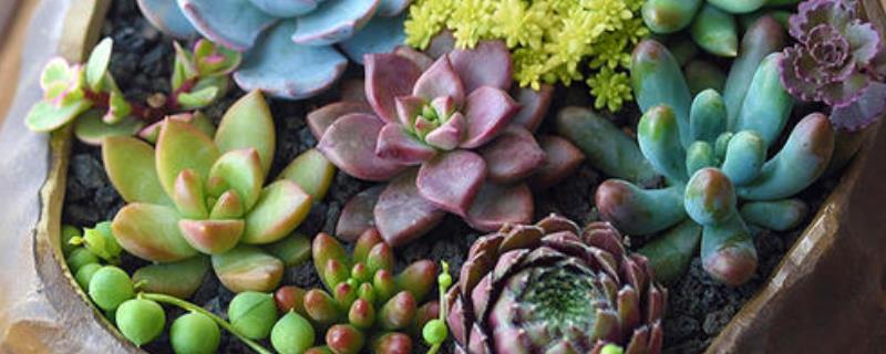 多肉植物上的白色絮状物,有白色米粒状虫子用什么药