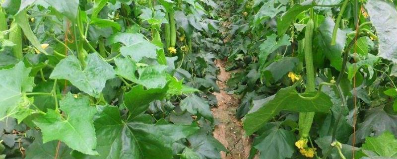 丝瓜用什么肥料产量高,挂果后施什么肥料