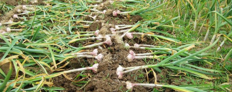 大蒜用什么肥料做底肥,追肥如何选择