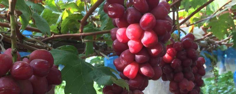 葡萄成熟期上什么肥料,不甜用什么肥料