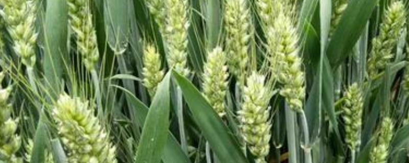 良星77小麦品种介绍，每亩播多少斤