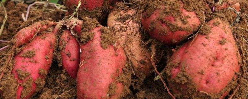 广东红薯种植时间,种植方法