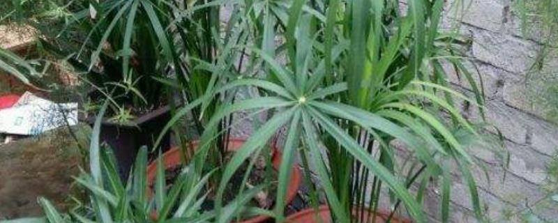 台湾竹的养殖方法,附注意事项