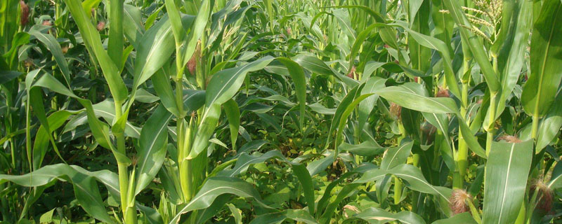 玉米施肥氮磷钾比例是多少