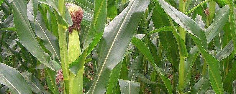 河南省最高产玉米品种