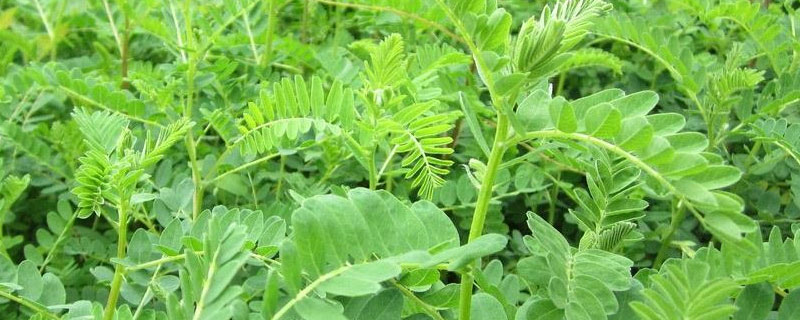 黄芪3年亩产多少斤,种植条件和技术