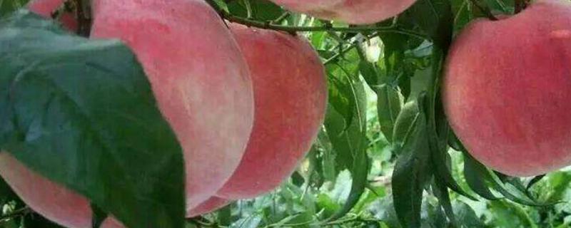 中桃5号什么时候成熟,品种介绍