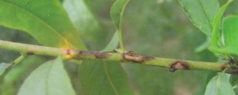 桃树疮痂病特效药,疮痂病症状什么样