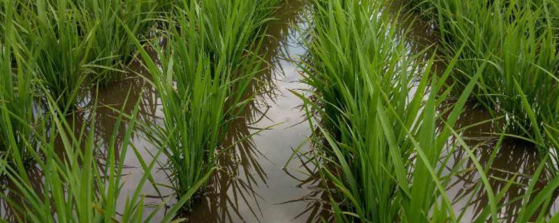 水稻放水的最佳时期，趴秧了怎么办