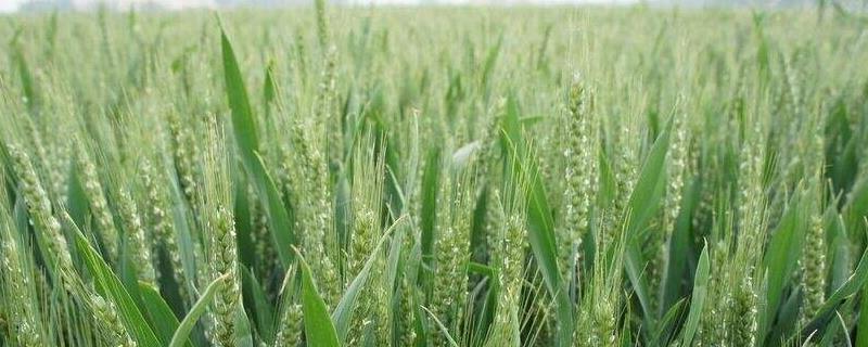 小麦需要什么含量的肥料,种小麦需要什么样的土壤