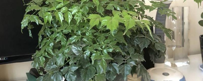 幸福树专用肥料,叶片枯黄应该用什么肥料