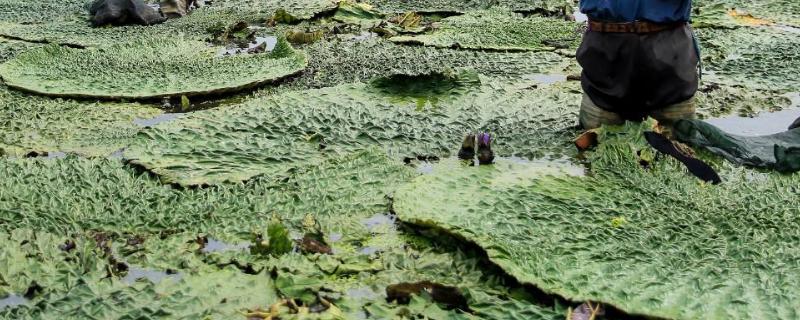鸡头米种植一亩成本,和芡实有什么区别