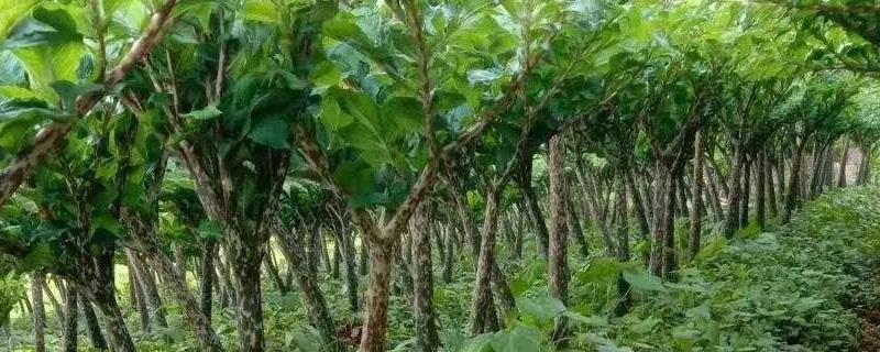 魔芋种植一亩成本及利润分析,一亩需要多少种子