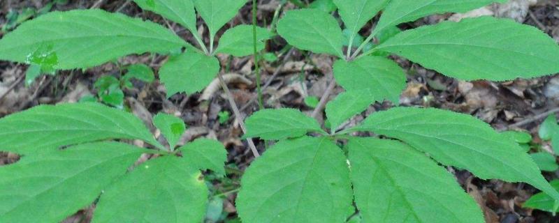 人参苗怎么种植,什么时候种植好?人参苗叶子为什么卷起来了