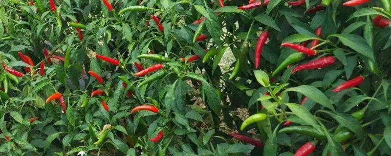 朝天椒的种植技术,用什么肥料好