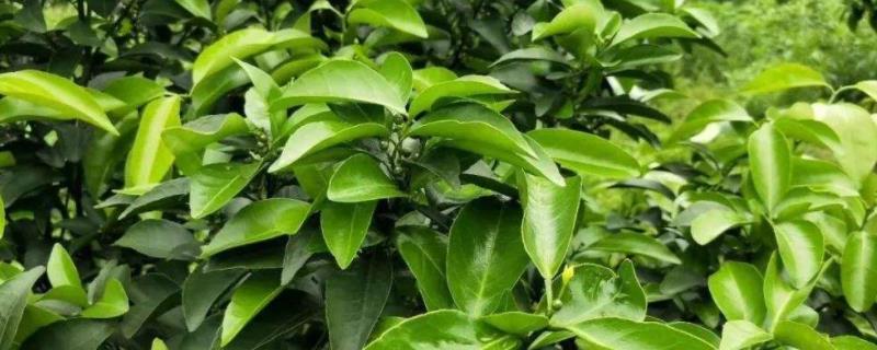 杀梢素有哪些药,可以和乙烯利一起用吗