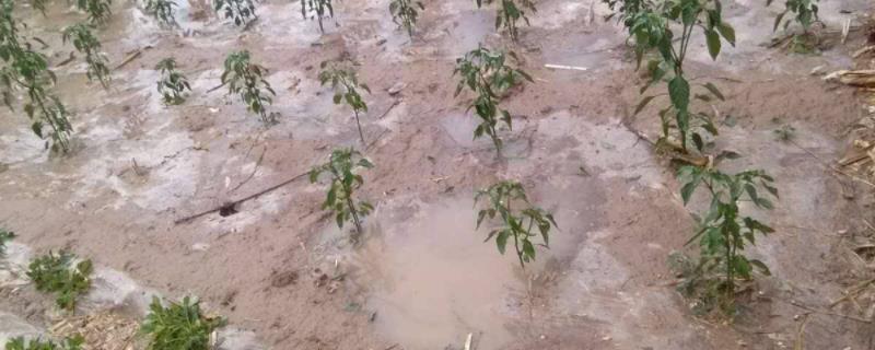暴雨对农作物的危害,可以申请国家补助吗