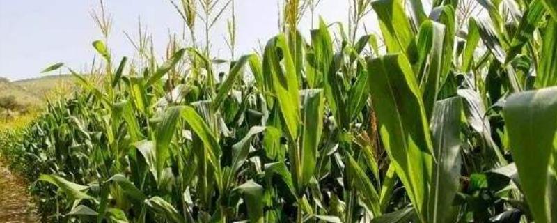玉米脱肥什么表现,脱肥了怎么办
