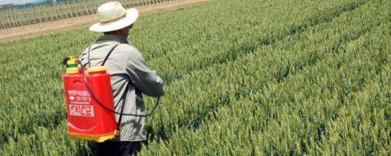 草胺磷对玉米根系有要害吗,草胺磷在玉米上的使用说明和注意事项