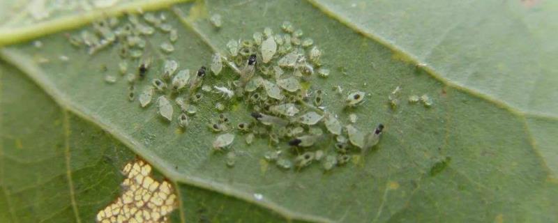 蚜虫用什么土方法治,不用农药的生物防治方法有哪些