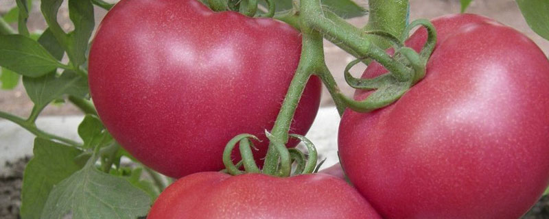 西红柿黑杆是什么原因造成的,用什么药防治
