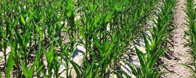 玉米控旺上午打下午打好,控旺过量长得矮有影响吗