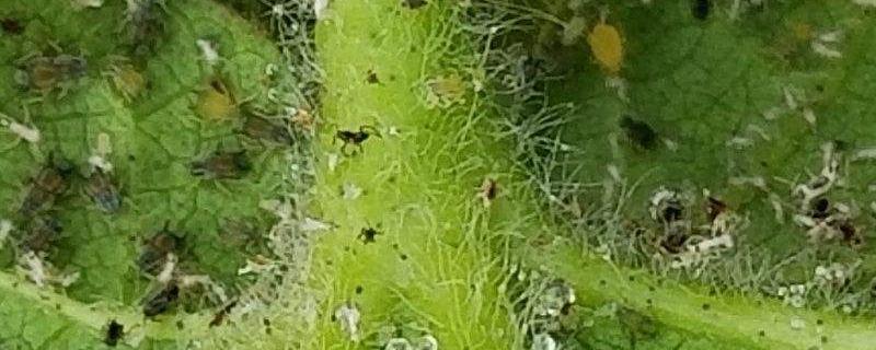 定虫脒能杀什么虫,作用和使用方法