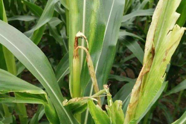 玉米病害图谱及防治方法