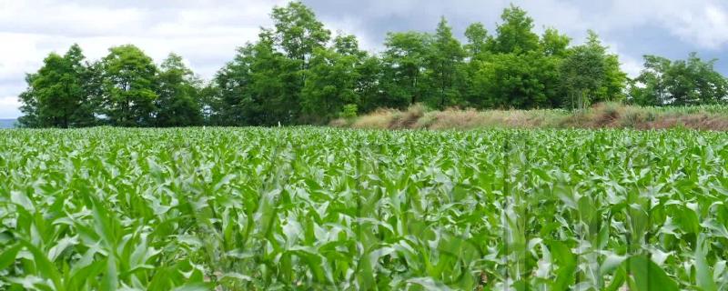 玉米田除草剂怕雨吗,除草剂什么时候打比较好