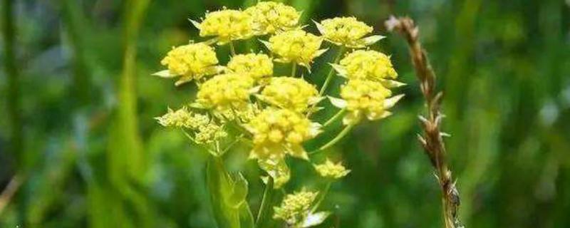 柴胡地里白蒿打什么药,能用除草剂杀吗