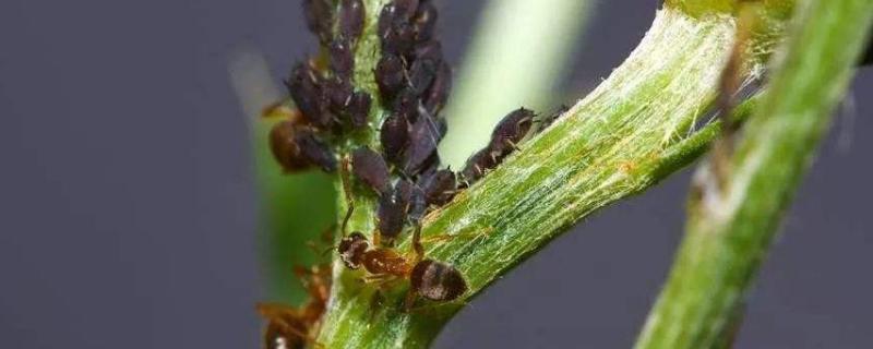 黑蚜虫用什么药怎么治,对植物的危害