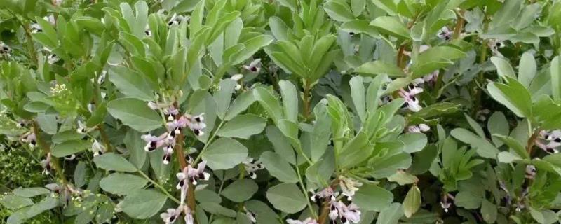 蚕豆种植技术与管理,种植株距与行距分别是多少