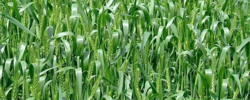 天宁38小麦种产品介绍,适合哪些地方种植