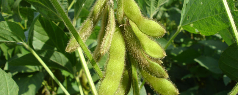 巴西大豆生产的有利自然条件
