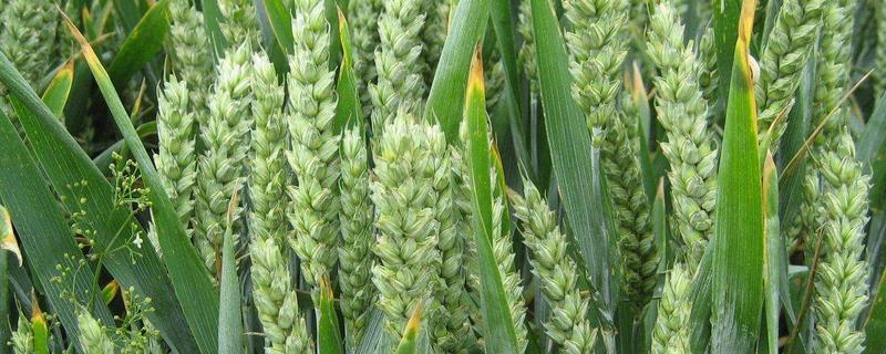 小麦最佳播种期，山农28号小麦每亩播种多少