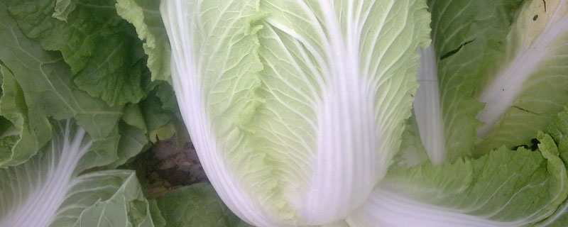 菜打了四聚乙醛几天能吃,使用方法及注意事项