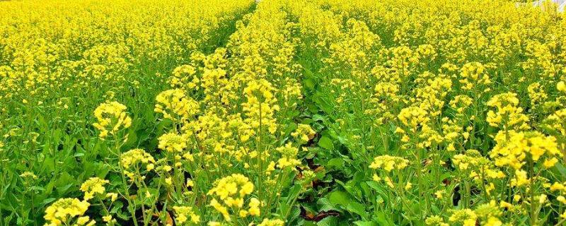 中双11号油菜品种,适合在山东种植吗