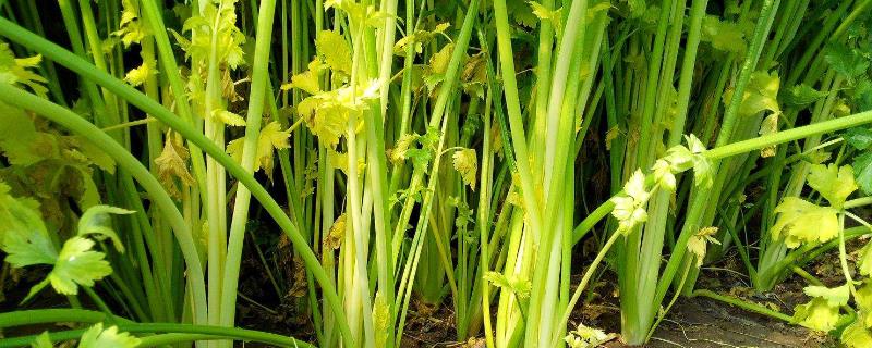 芹菜生腻虫怎么治,是什么原因引起的?什么时候防治效果好