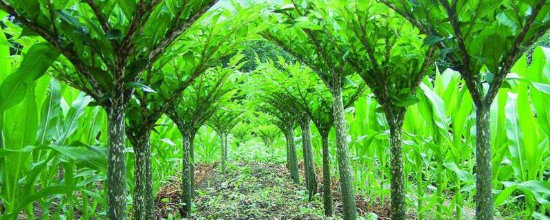 磨芋种植新技术,一般在什么季节种植