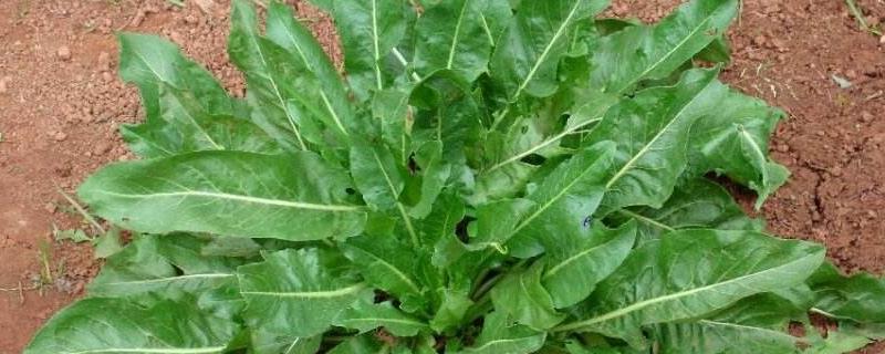 种植板蓝根一亩地需多少成本,附种植技术与经济效益