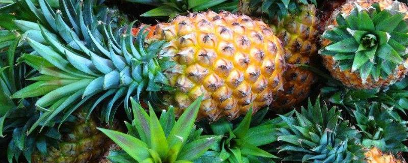 菠萝皮可以做花肥吗,适合浇什么花