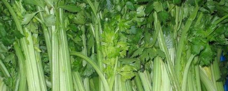 芹菜可以割几茬,附秋芹菜露天种植技术