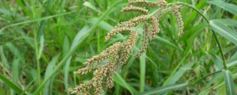 怎样将顽固的杂草根除,麦草畏治什么杂草?